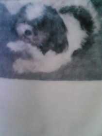 Lost Dog