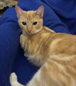 Lost Cat