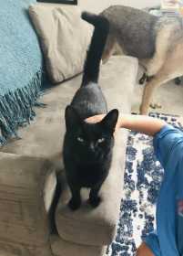 Lost Cat