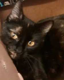 Lost Cat