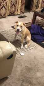 Lost Dog