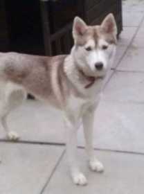 Lost Dog