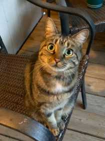 Lost Cat