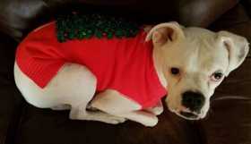 Lost Dog