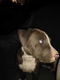 Lost Dog