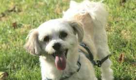 Lost Dog