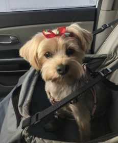 Lost Dog