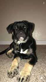 Lost Dog