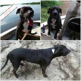 Lost Dog