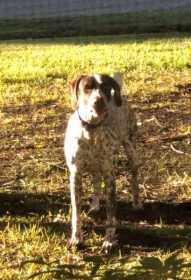 Lost Dog