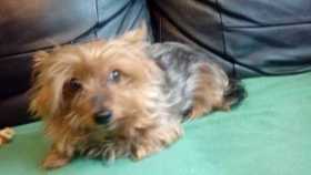 Lost Dog