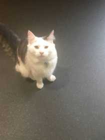Lost Cat