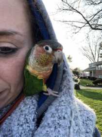 Lost Conure