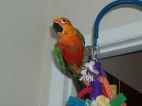 Lost Conure