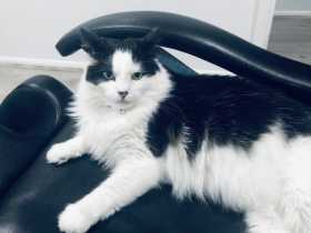 Lost Cat