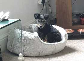 Lost Dog