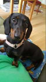 Lost Dog
