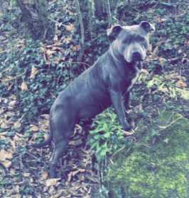 Lost Dog