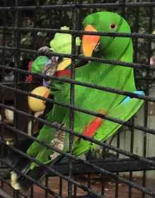 Lost Eclectus