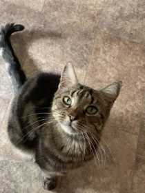 Lost Cat