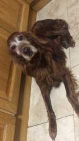 Lost Dog
