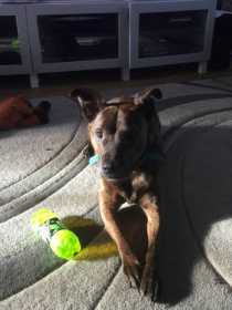 Lost Dog
