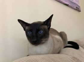 Lost Cat