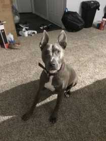 Lost Dog