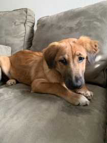 Lost Dog