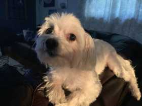 Lost Dog