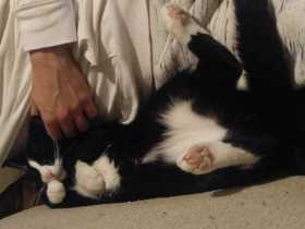 Lost Cat