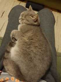 Lost Cat
