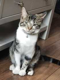 Lost Cat