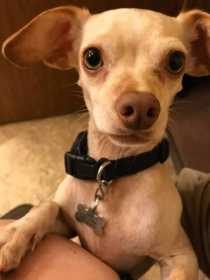 Lost Dog