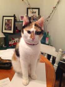 Lost Cat