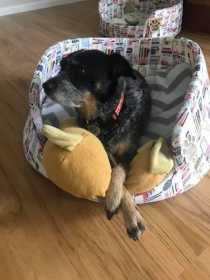 Lost Dog