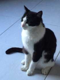 Lost Cat