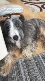 Lost Dog