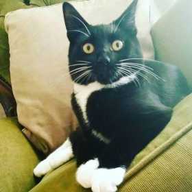 Lost Cat