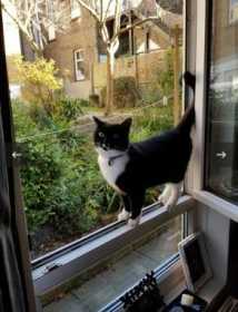 Lost Cat