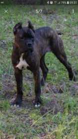 Lost Dog