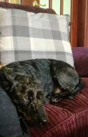 Lost Dog