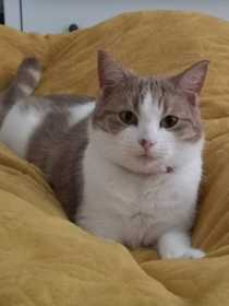 Lost Cat