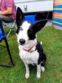 Lost Dog