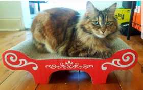 Lost Cat