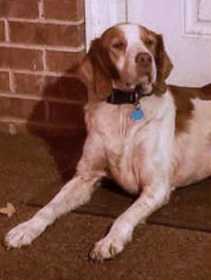Lost Dog