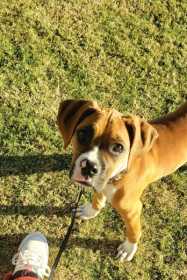 Lost Dog