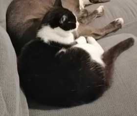 Lost Cat