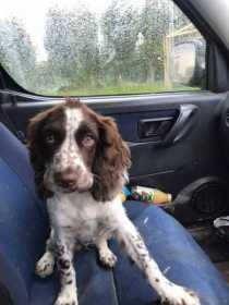 Lost Dog