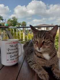 Lost Cat